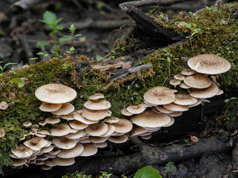 Lentinus tigrinus